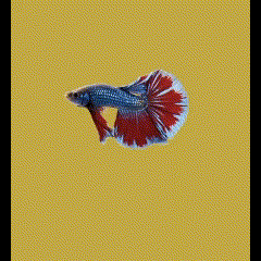 Animated fish on colour changing background